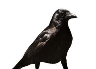 Za co można zwolnić praktykanta?