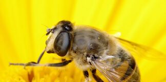 Jak nazywa się zjawisko polegające na przetrwaniu lepiej przystosowanych do środowiska organizmu w celu przekazania cech potomstwu?